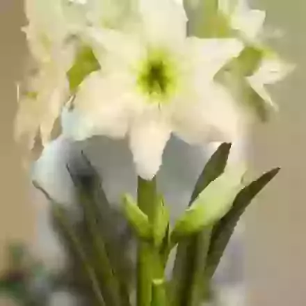 Lemon Star